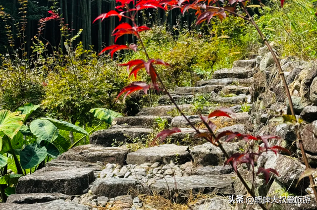 这个浙江诗意古村落满分，“古道红枫建筑”齐全，可解锁秋日盛景