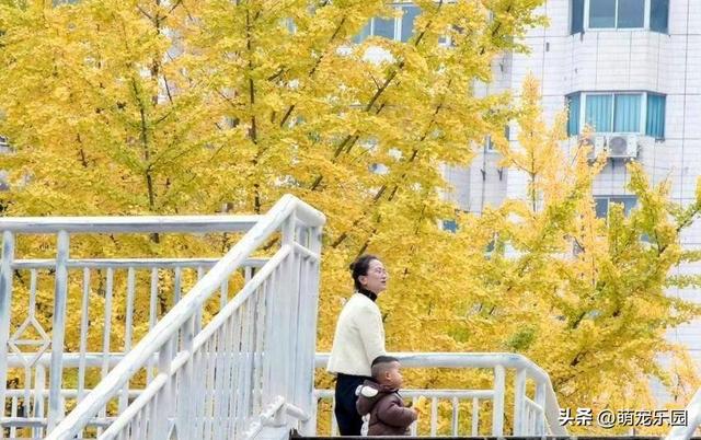 初冬恩施悄然变美，银杏枫树争相斗艳，我被这诗意时光深深震撼