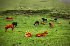 国庆带娃自驾！重庆出发这些地方太适合一家人出行啦！图片