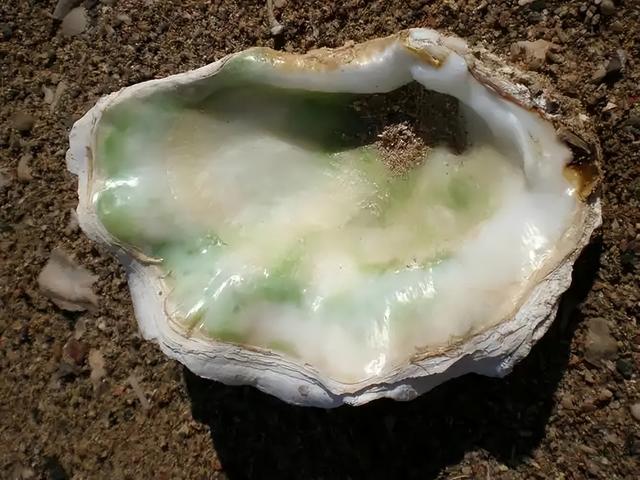 海鲜里的新型水泥！抗裂性能是常规水泥的17倍，可拉伸性是19倍！