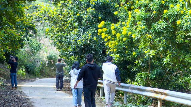 粤来粤好百千万｜龙湾镇：“黄金熊猫”竞相绽放 “美丽经济”点亮文旅新篇