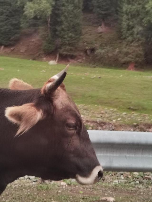 新疆独库公路之旅