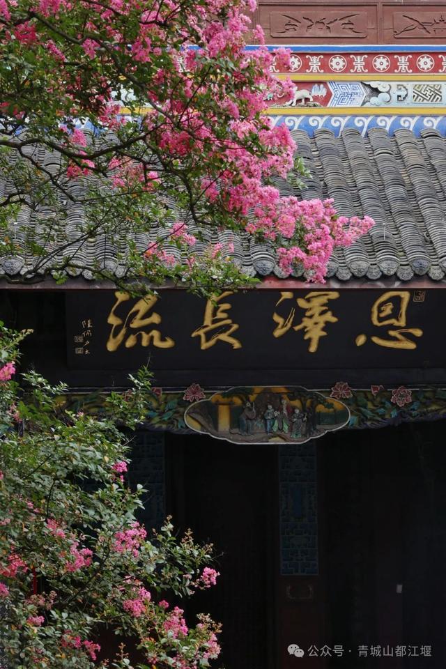 今年都江堰的紫薇，我追定了🤜