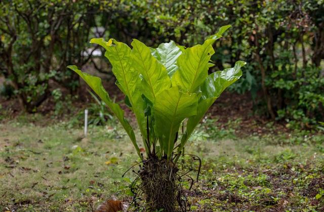 广西广东海南环游(七)南亚热带植物园、湖光岩