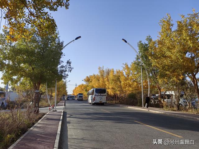 额济纳旗胡杨林
