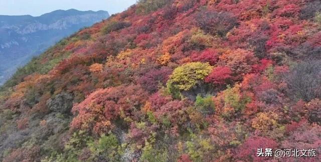 邯郸太行山红叶、紫山粉黛、广府古城……等你打卡