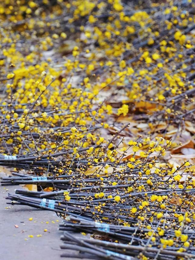 寒风再烈、冬日再冷，蜡梅照样艳压全场！