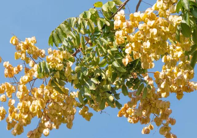 秋日限定|“落叶不扫”模式开启,44条景观道观赏指南请收藏!