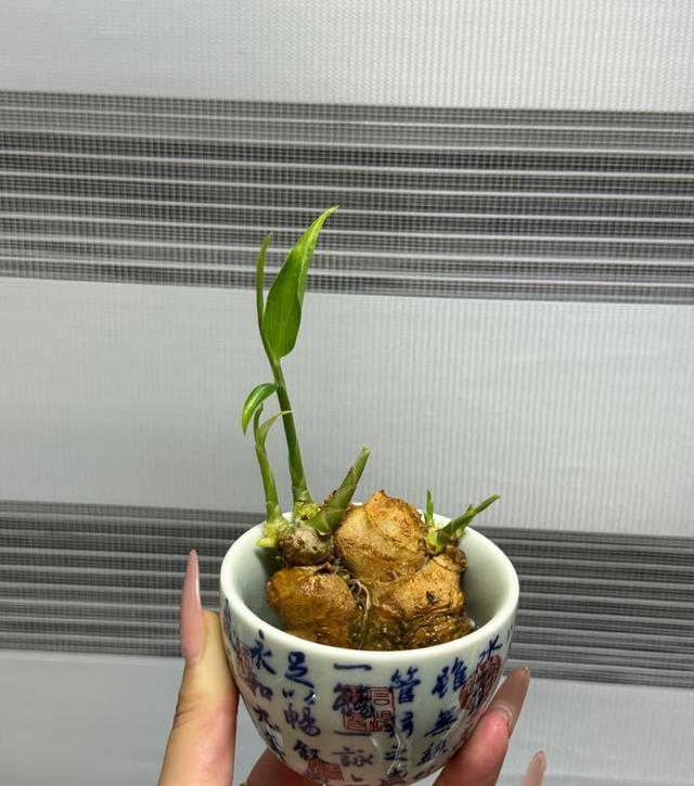 河南一阿姨，因“水培生姜太有意境”走红，网友：禅意十足！