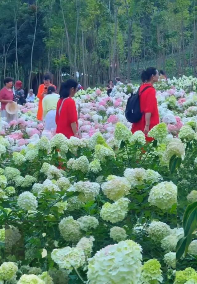 抚海花屿，撞入燃爆了的绣球花海