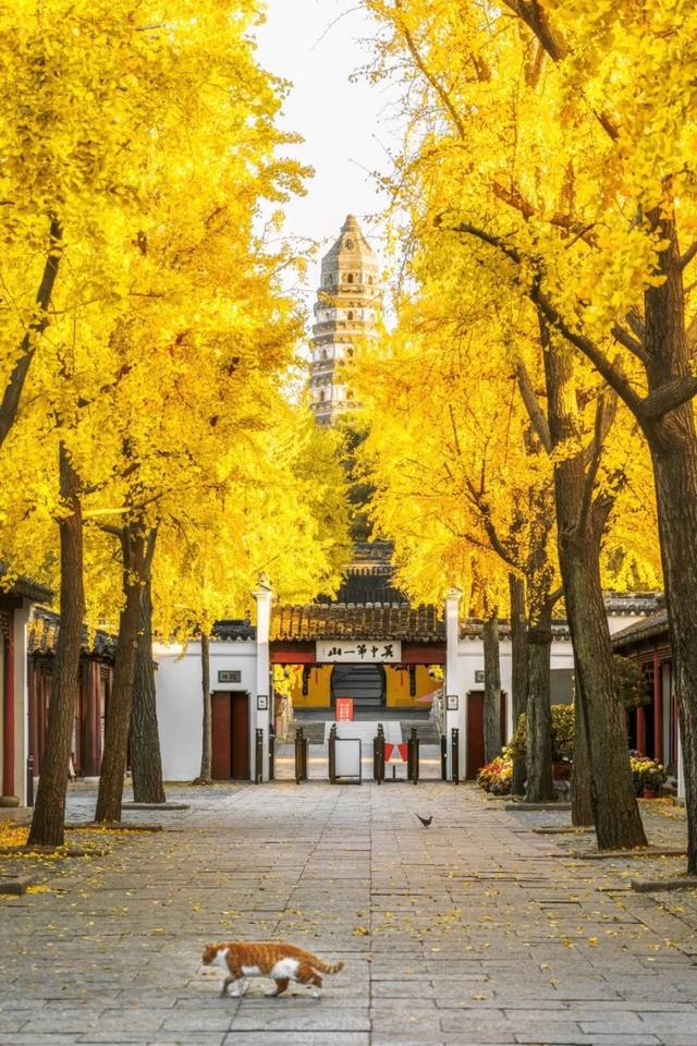 来虎丘山，这里有你更好看！