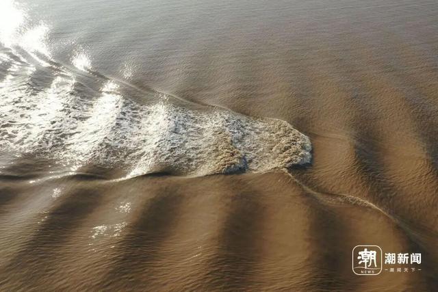 冬日限定奇观！钱塘江畔现“版画森林”，潮汐树形态各异美如画