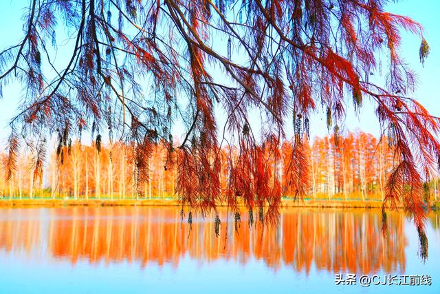 河南淮滨：地标上的乌龙港红杉林