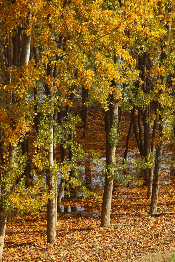 西安城区4个绝美秋景打卡地！