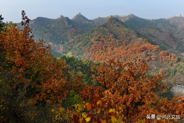 秋染金山岭，长城披红裳 ，醉美秋景正当时