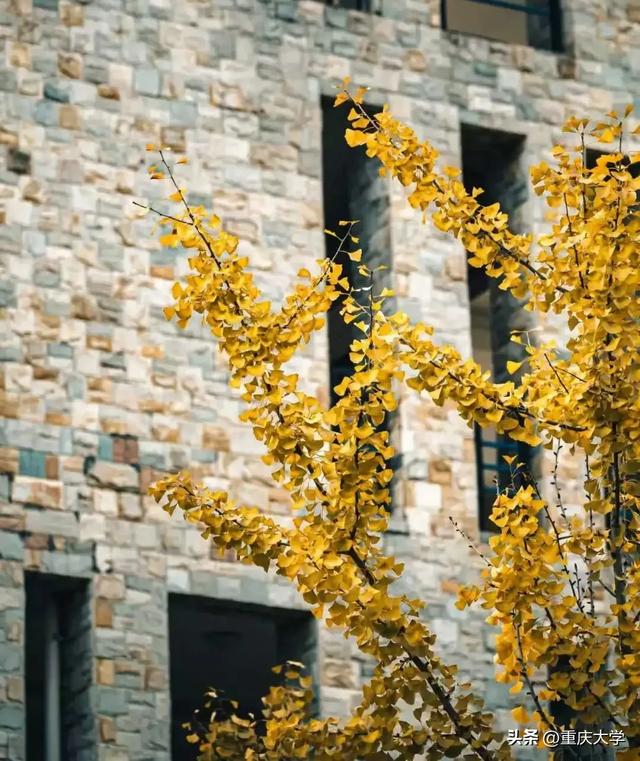 重大限定皮肤上新,超出片!🤳