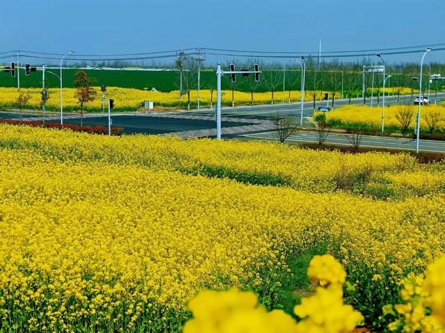 明光的春天,藏不住了!