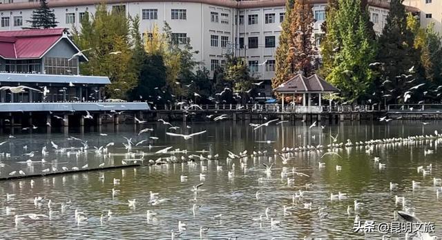 不止大坝！昆明观鸥最全热门+小众点位收录＊附核心区交通指南