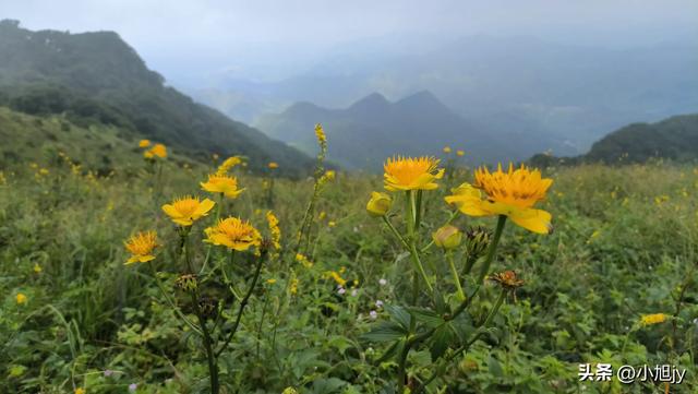 来呀，去白云山看金莲花，辽阳县大黑山风景区境内的白云山
