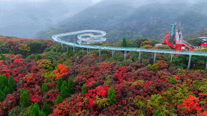 红了！淄博绝美红叶季来袭，一景区免费！天晴就出发→