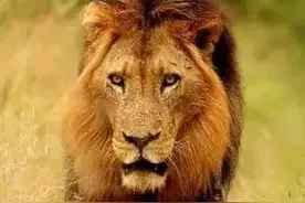 最威武霸气的雄狮之一，雄壮的秃尾巴图片