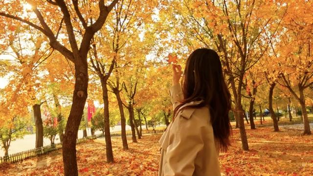 秋去冬来，邀您看红荷湿地的层林尽染，落叶如诗~~~