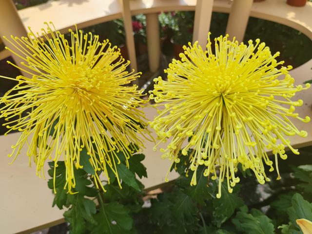 武汉金秋菊展之中山公园特色展