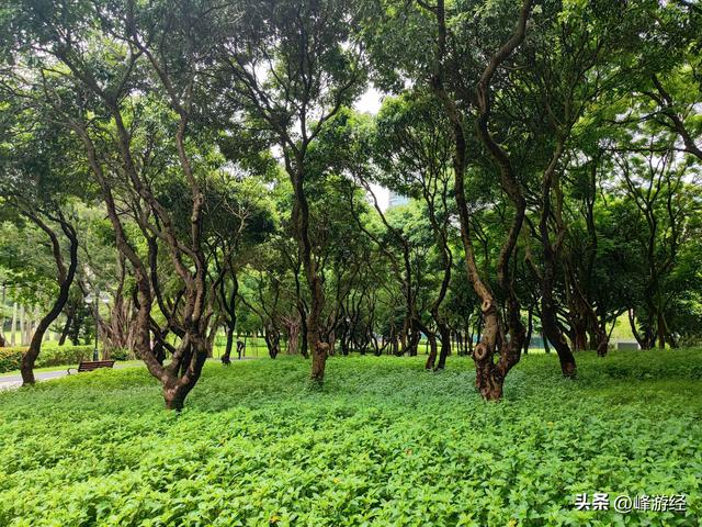徒步穿越深圳中心公园，超一线城市的绿肺