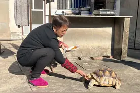 2斤长到25斤，只吃蔬菜水果？吴江阿姨捡到的乌龟不一般→图片