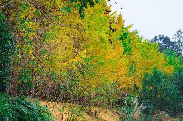 邂逅金黄,郫都初冬的银杏图鉴