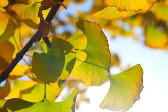 藏不住了！嘉陵镇这份治愈系美景，承包你所有的诗和远方～