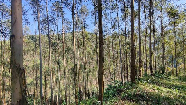 日本和美国早已禁种，那中国为何依然大力种植？背后的原因不简单