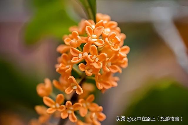 秋雨落汉中，桂香漫全城（最佳赏桂打卡点推荐）