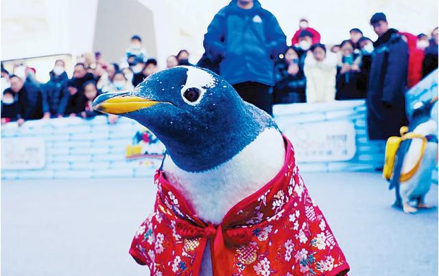 799元双人三件套！一卡在手玩转大连