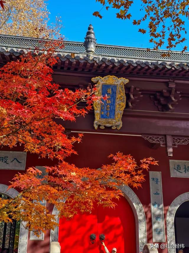枫染栖霞醉金陵！明秀山红叶铺就秋日限定画卷