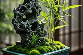 依石傍竹，清新雅致，竹韵盆栽，寓意悠长…图片