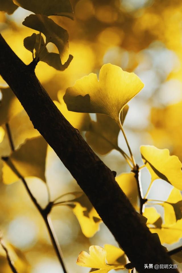 美爆！美爆！超全攻略！超出片！🤳昆明银杏黄金倒计时，抓紧时间冲~