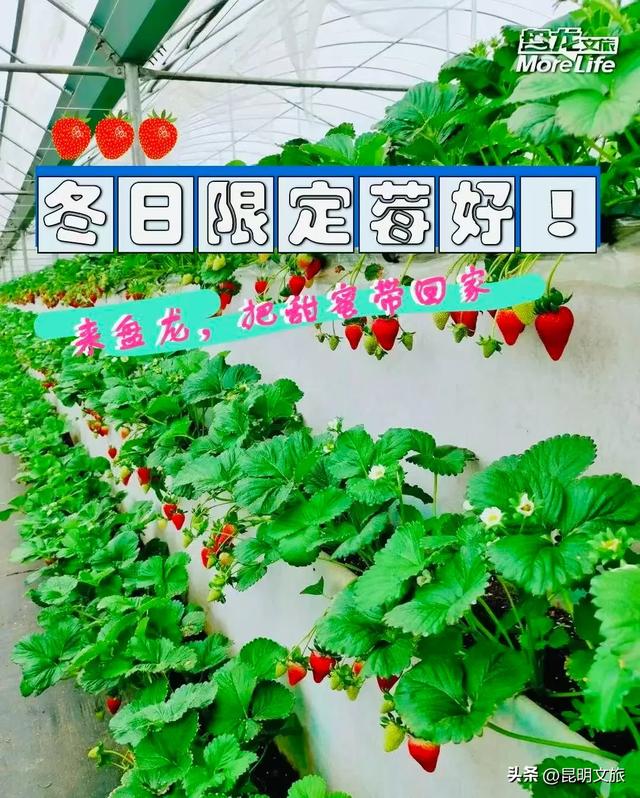 别再问昆明哪里能摘草莓了！收下这份采摘地图，直接抄作业→