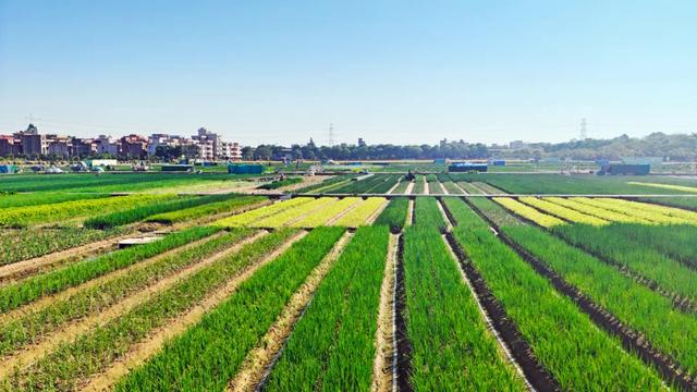 石碣好 “景”！拥抱生态绿地，感受田园风光~