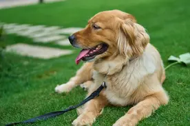 《大同市城市养犬管理条例》出台，10月1日起施行图片