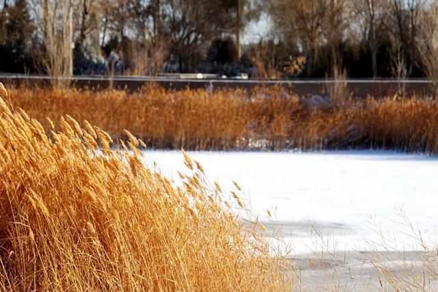 雪后枣乡 如诗如画#祁连山下是我家##厚道甘肃#