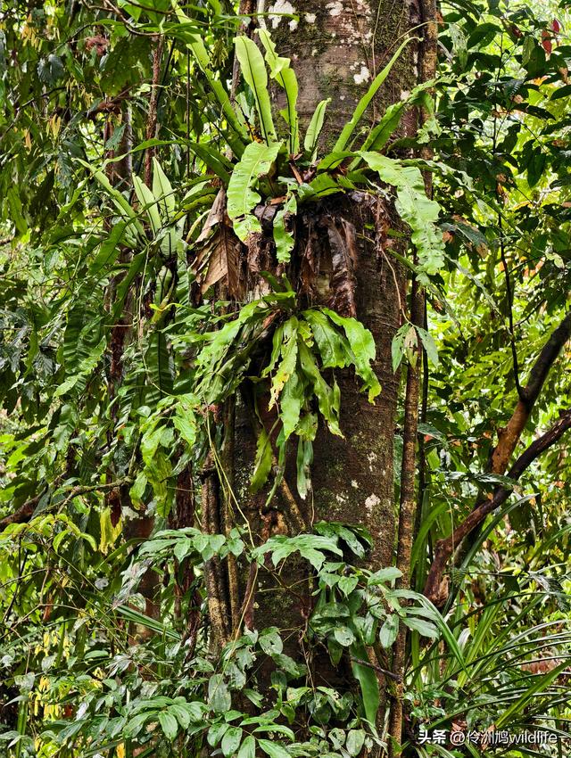 马来西亚(31)砂拉越州⑤姆鲁山canopy树冠高空漫游