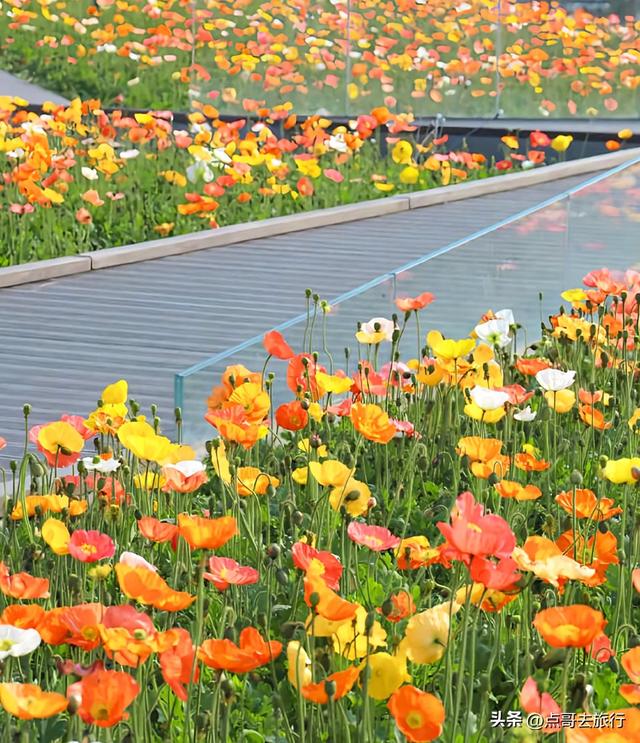 成都最美的虞美人花开了，美丽又壮观，给人震撼的视觉冲击力！