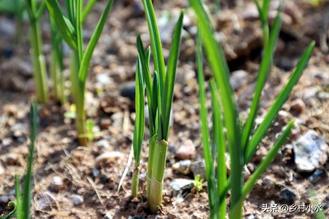 “最怕立冬是晴天”，明日立冬，立冬天晴有啥预兆？看农谚咋说