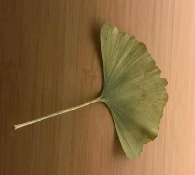 银杏拍照指南！10个出片宝藏地+3个手工教程，手把手教你出片！