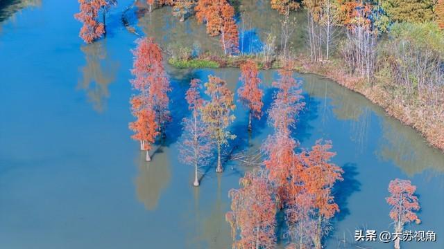 南京池杉湖5万株红杉染透湖面，珍稀鸟类扎堆，错过等一年