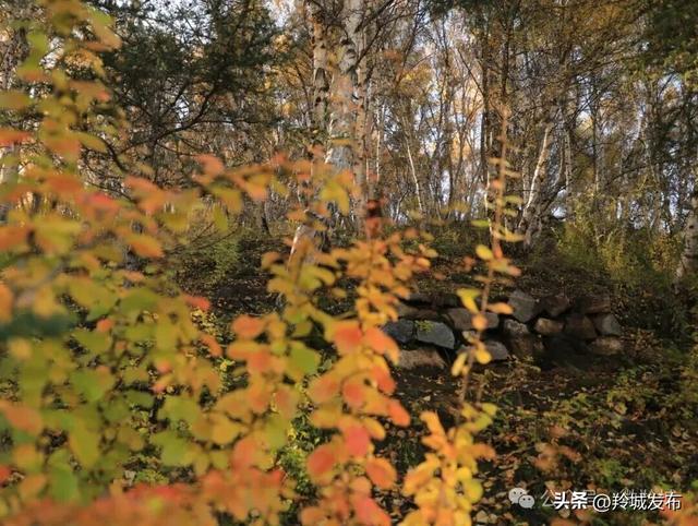 赴卡加曼之约，邂逅白桦林的秋日鎏金