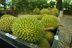榴莲买手，在马来西亚打响A果争夺战图片