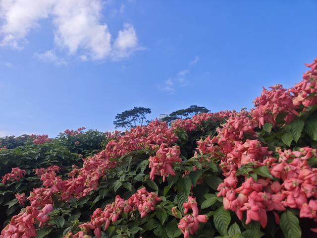 从学苑大道入大沙河绿过大学城后进深圳弯公园流花山景点【高清】