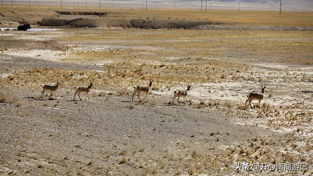 喀什经317到成都，改则-尼玛，途径大地之树、洞措湿地自然保护区